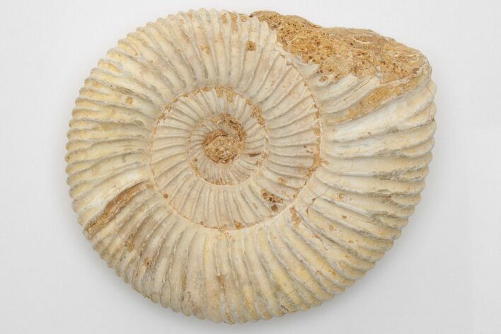 Jurassic Ammonite (Perisphinctes) Fossil - Madagascar #203904